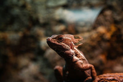 Close-up of lizard on rock