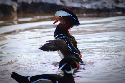 Close-up of duck swimming in lake