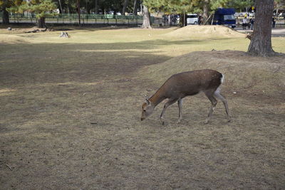 Deer in a field