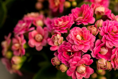 Close-up of pink flowering plants