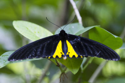 Close-up of butterfly on leaf