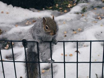 Squirrel on metal grate during winter