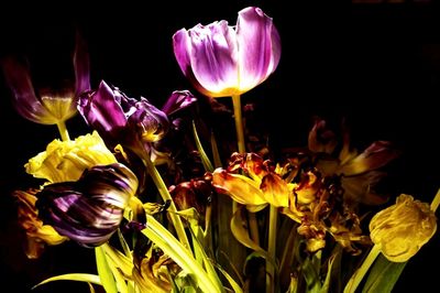 Close-up of pink tulips blooming in park