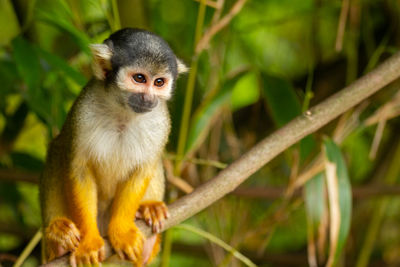 Monkey sitting on branch