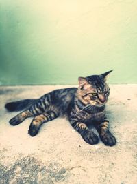 Close-up portrait of cat sitting on floor