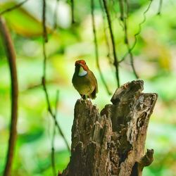 Close-up of bird perching on tree