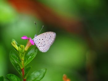 Close-up of butterfly pollinating on flower