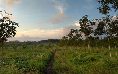 Scenic view of field against sky during sunset