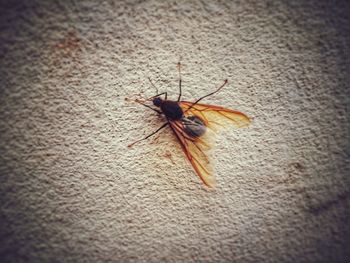 Close-up of insect