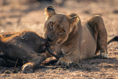 Lioness drinking water