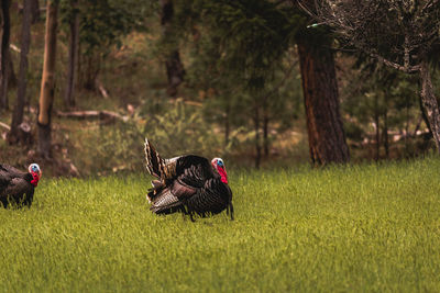 One wild turkey male tom on green grass field in autumn season in forest. 