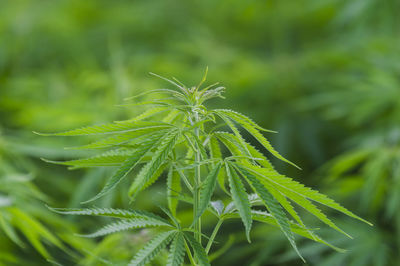 Close-up of fresh green plant