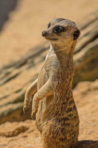 Close-up of meerkat