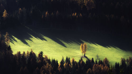 Silhouette trees on field against sky at night