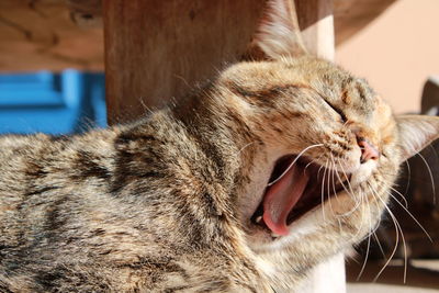 Close-up of cat