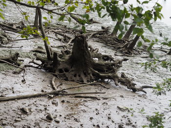 Close-up of tree roots on field