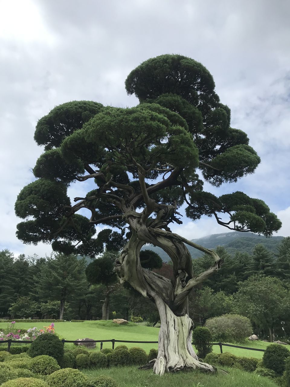 VIEW OF TREE ON FIELD AGAINST SKY