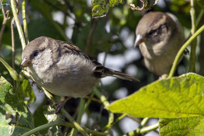 A close up of two house sparrows perched in a bush 