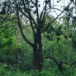 Trees in forest