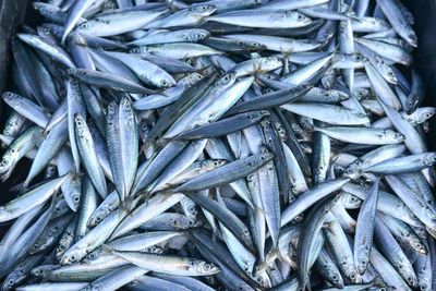 Full frame shot of fish for sale in market