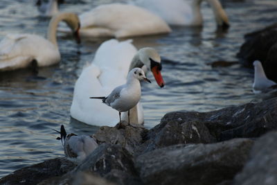 Bird perching on rock in lake