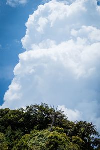 Low angle view of trees against sky