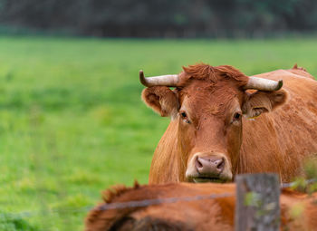 Portrait of cow on field