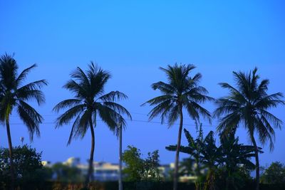 Low angle view of coconut palm trees against blue sky