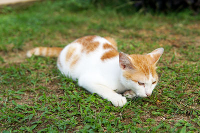 Cat resting on a field