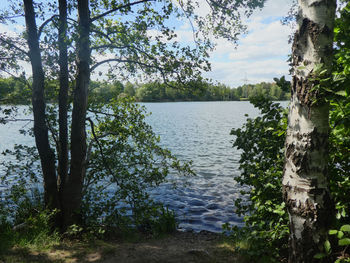 Scenic view of lake in forest against sky