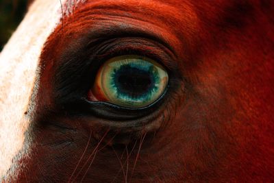 Close-up portrait of eye