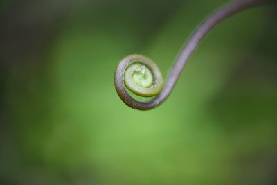 Close-up of feather on green leaf