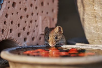 Close-up of rat drinking water