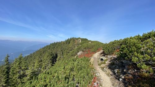 Panoramic view of trees on landscape against blue sky