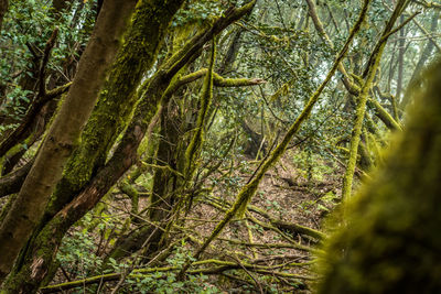 Low angle view of trees in forest