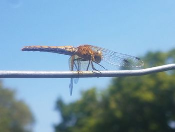 Close-up of dragonfly on plant against sky