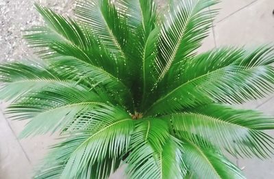 Close-up of palm tree leaves