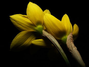 Close-up of yellow flowers over black background