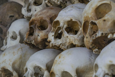 Full frame shot of human skulls