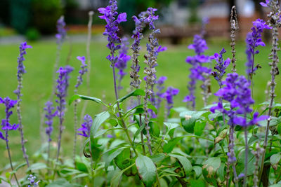 Close-up of purple flowering plants on field
