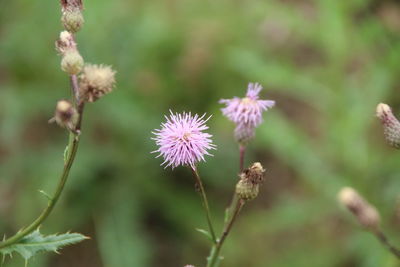 Close-up of flowering plant