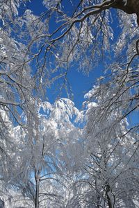 Low angle view of bare trees against blue sky