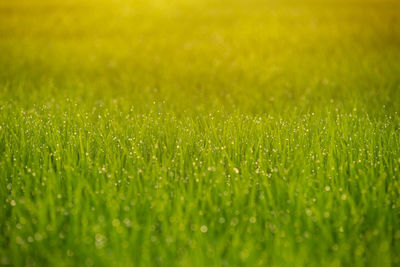Full frame shot of grass