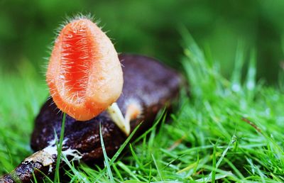Close-up of mushroom growing on field