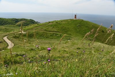 Scenic view of green field by sea against sky