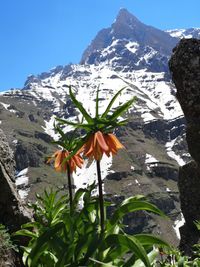 Close-up of snow on plant against mountain