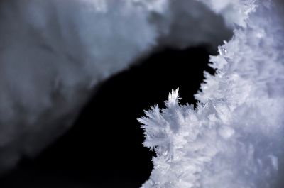 Close-up of frozen flower tree against sky