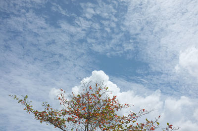 Single tree and sky, clouds , natural background , copy space. place for text.