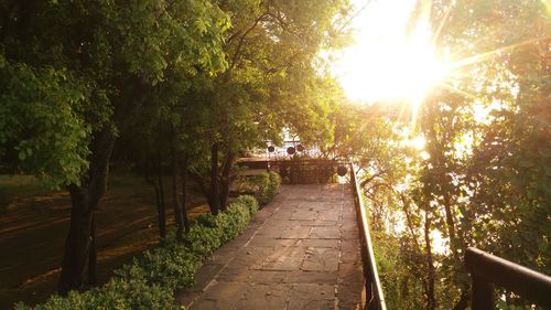 Walkway amidst trees