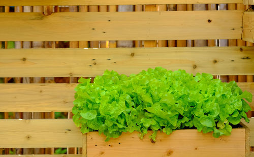 Close-up of green leaves on table